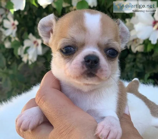 Registered Chihuahua puppies ready (202)978-8737