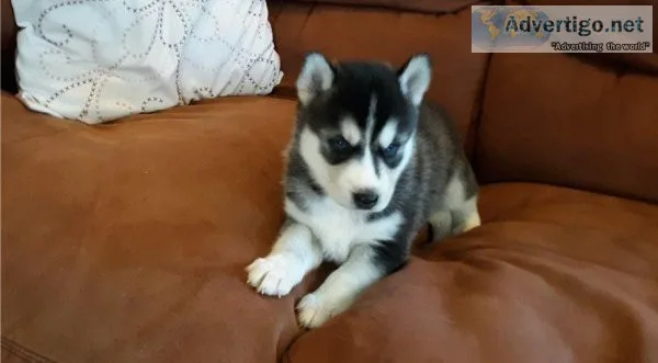 Gorgeous Siberian Husky Puppies