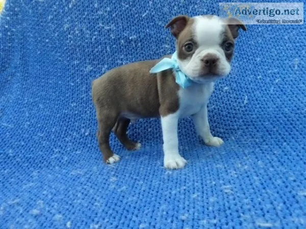 Boston Terrier Puppies