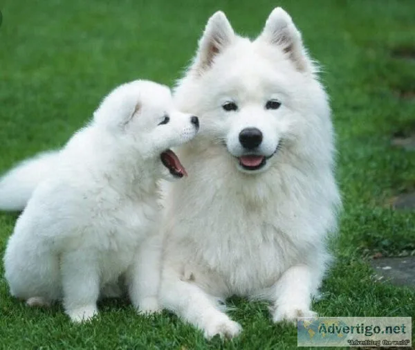 American Eskimo for adoption or giveaway