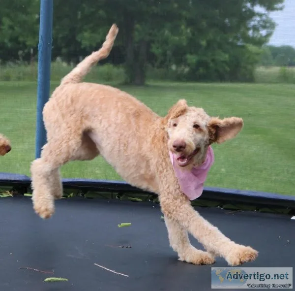 Mini Goldendoodles Audrey and Alfred