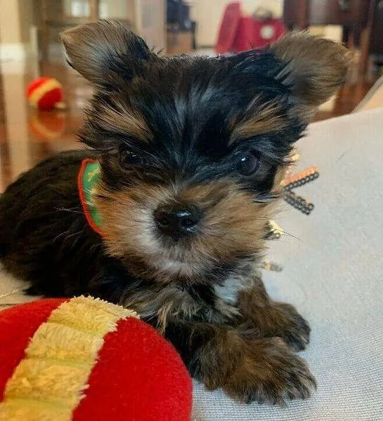 adorable Yorkie puppies for sale