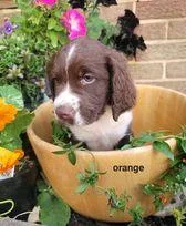 english springer spaniel
