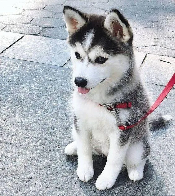 Male and female Siberian husky puppies to offer