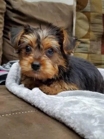Premium Yorkies on AdoptionOnly Two Left