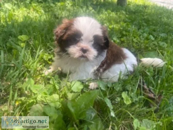 Rolly Shihtzu
