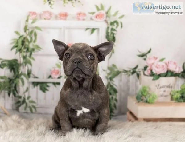 French Bulldog puppies