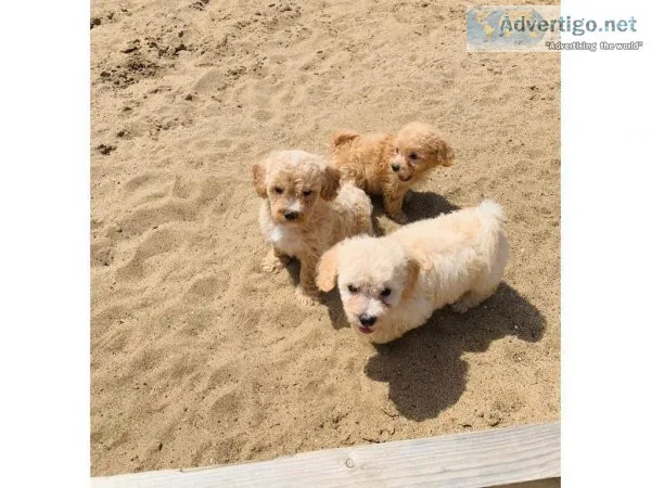 Superb F1 Cavapoo Puppies Ready