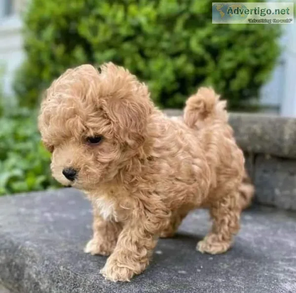  Absolutely Maltipoo  puppies for sale