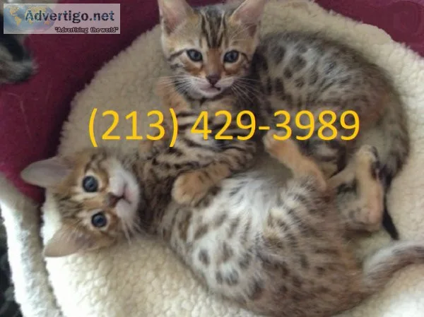 2 Stunning Bengal kittens