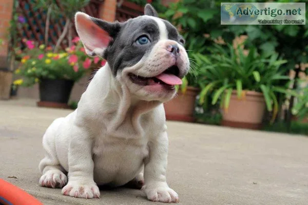 Sweet French bulldog puppies for sale