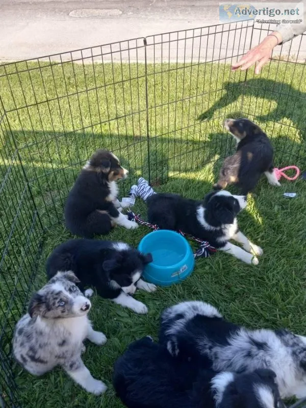 Australian shepherd and 2 chihuahuas puppies