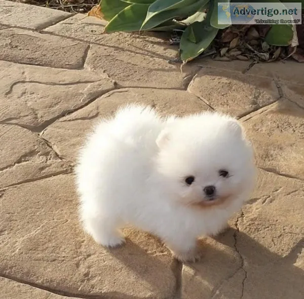 Absolutely Charming Pomeranian
