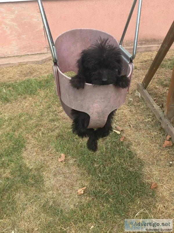 Schnoodle pups