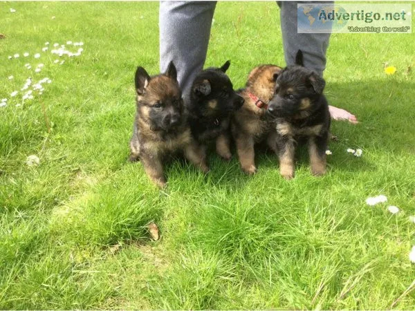CHUNKY GERMAN SHEPHERD PUPS