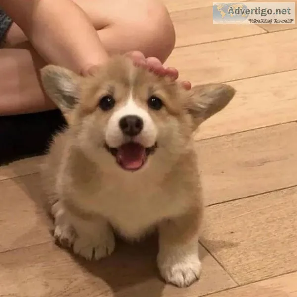 PEMBROKE WELSH CORGI  PUPPIES AVAILABLE