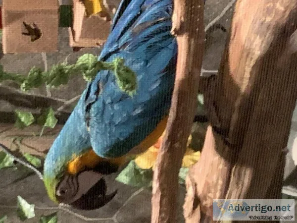 Female Parrot