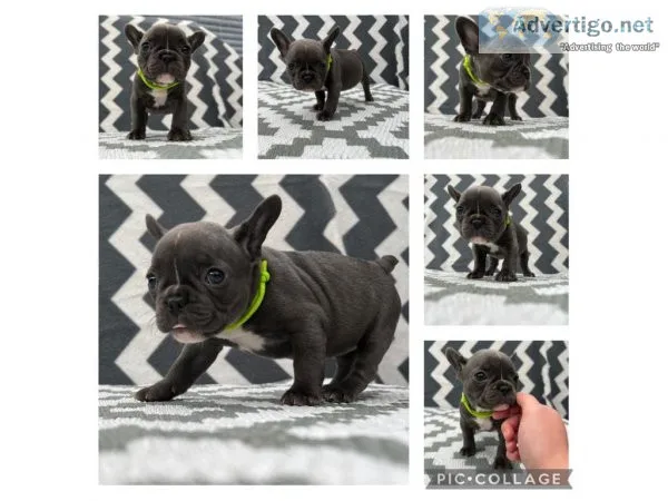 beautiful French bulldog puppies looking for their forever homes
