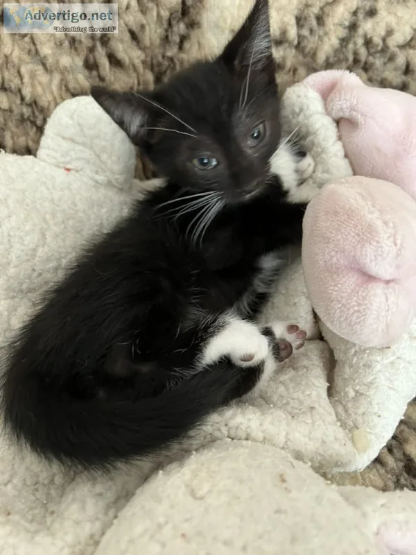 Pair of tuxedo kittens