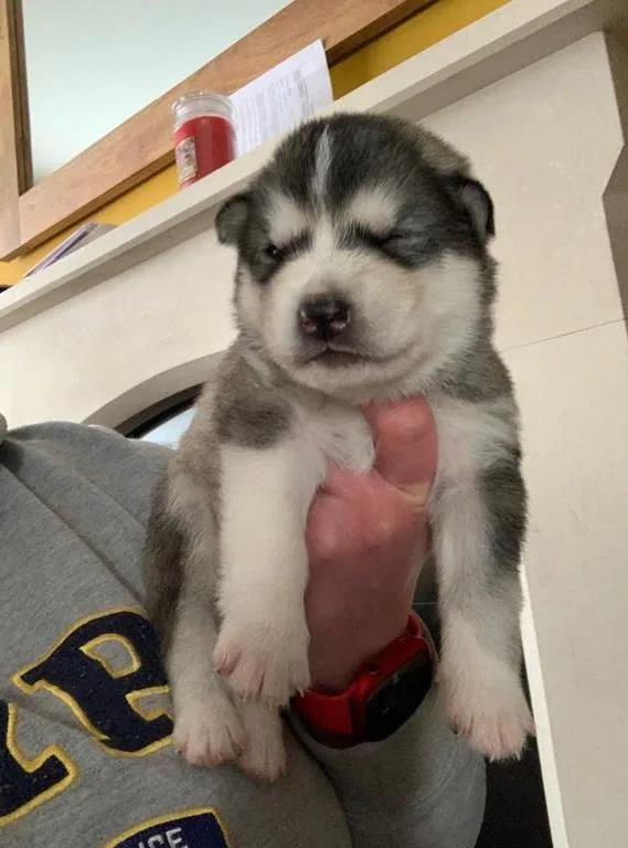 Alaskan Malamute Puppies