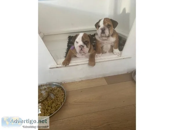Purebreed English Bulldog Puppies Available Now
