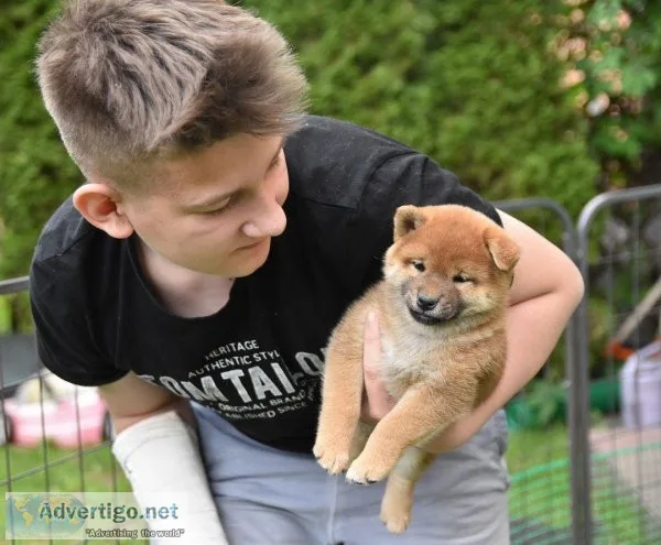 Lovely SHIBA INU PUPPIES AVAILABLE
