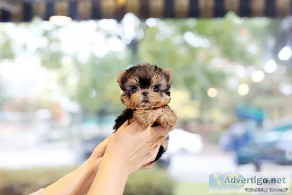TEACUP YORKIE PUPPIES