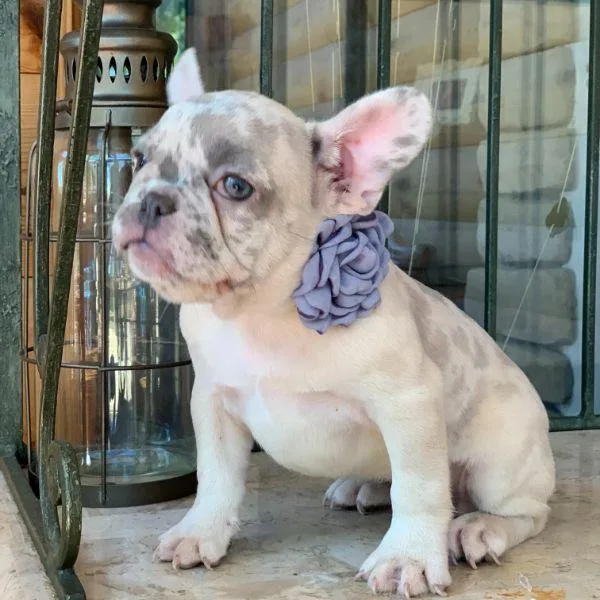 French Bulldog Puppies AKC Registered