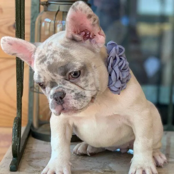 Affordable French Bulldog Puppies