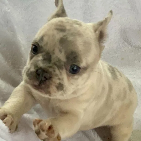 Full AKC Reg French Bulldog Puppies