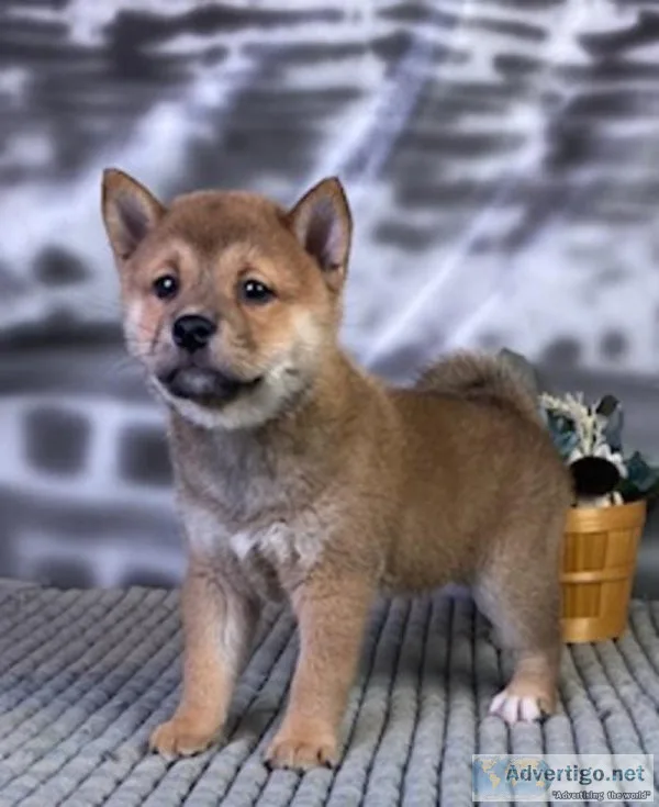 Scout Shiba Inu