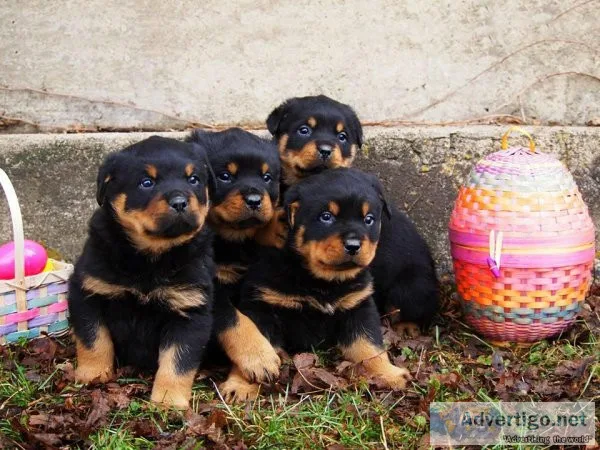 Super Adorable Rottweiler Puppies Ready 