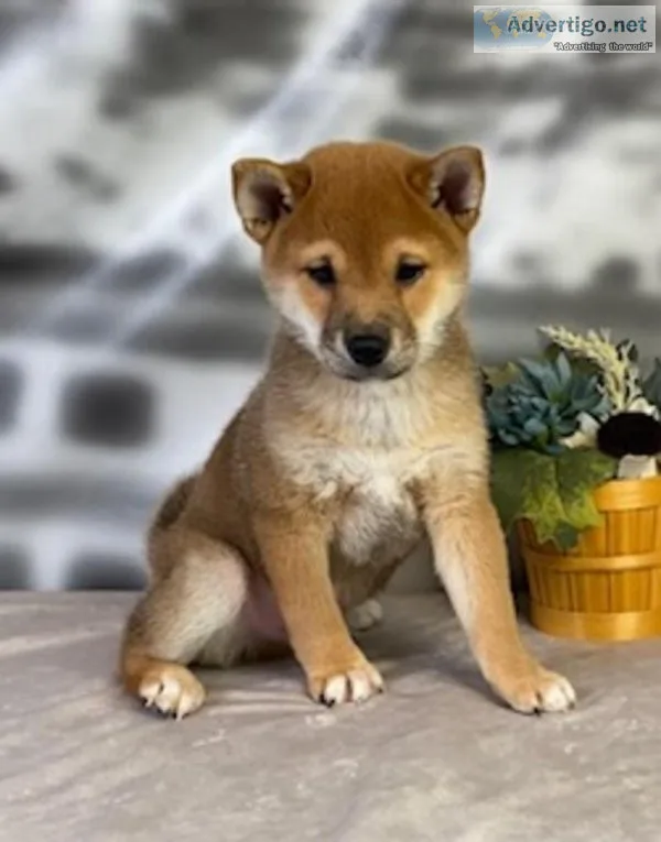 Niko shiba ino