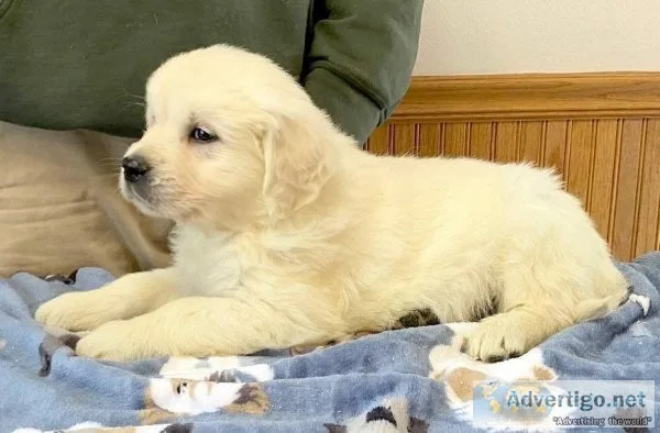 AKC golden retrievers
