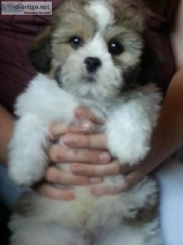 Champion lineup Lhasa apso puppies  sreeganesh farm