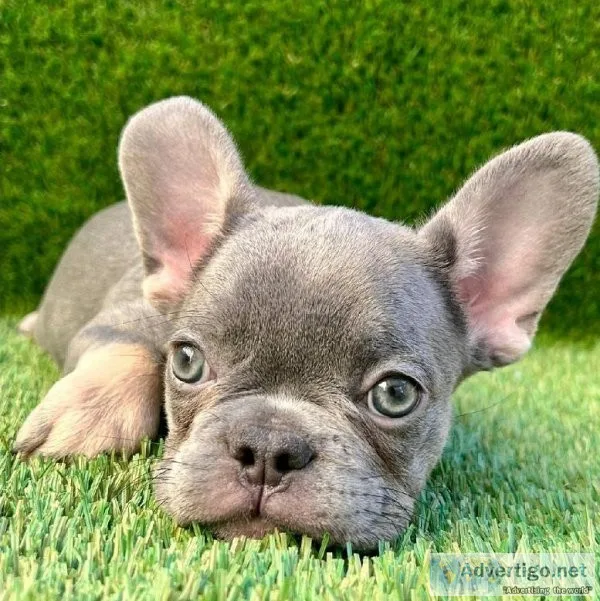 Playful French Bulldog Puppies For Sale
