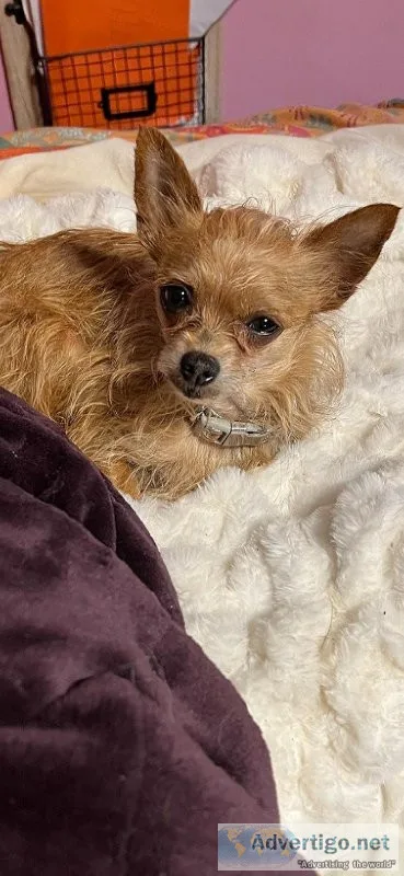 Yorkie chi