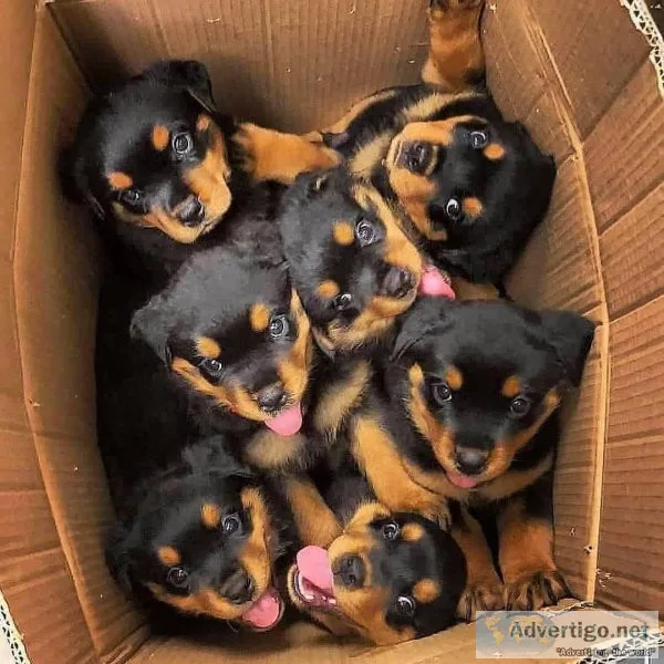 lovely Rottweiler s puppies for sale