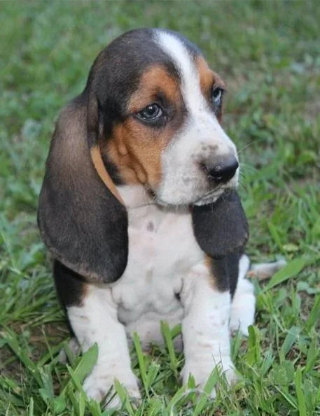 Special Basset hound puppies