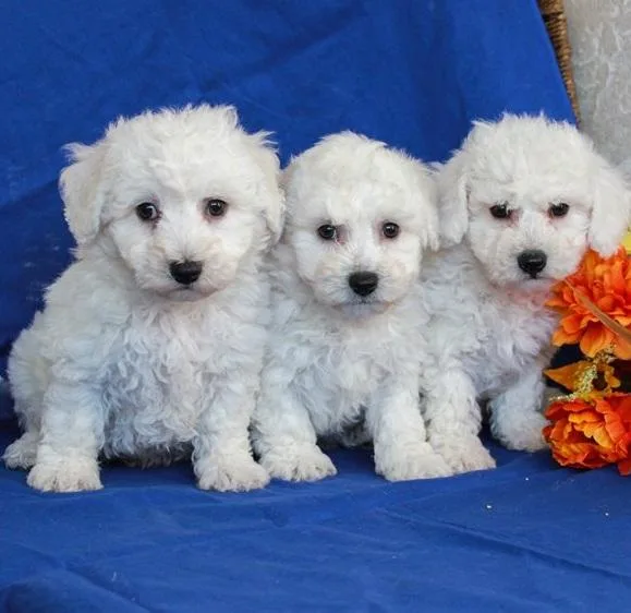 Outstanding Bichon Frise puppies for sale