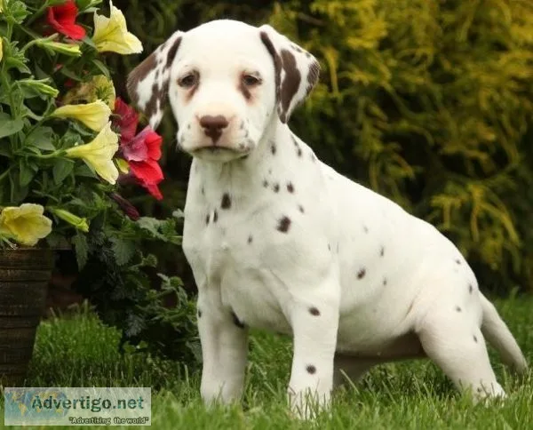 Excellent Dalmatian puppies for sale