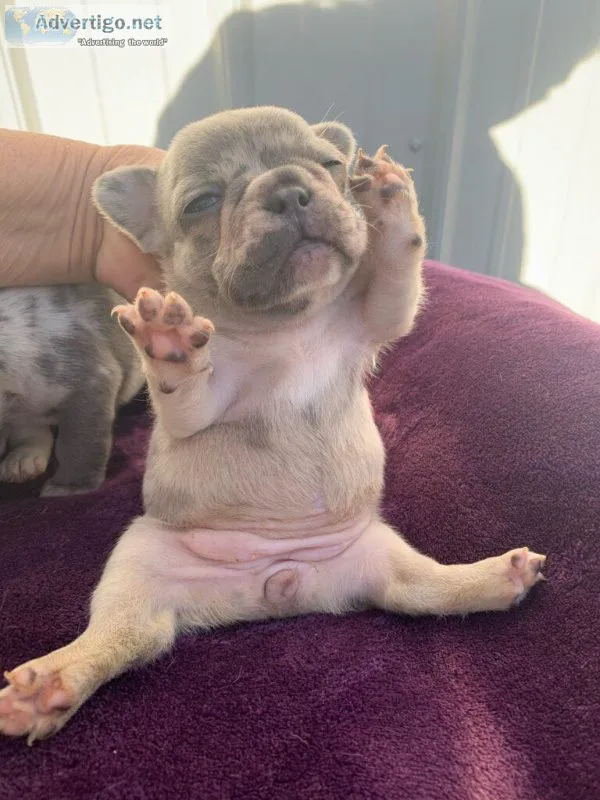 Beautiful Healthy French bulldog puppies