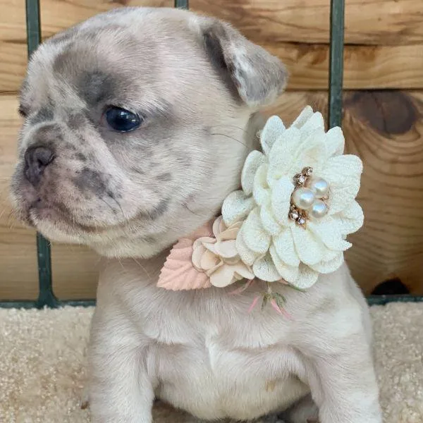 Healthy French Bulldog Puppies For Re Homing