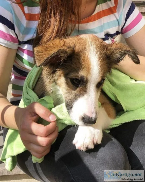 Beautiful Border Collie puppies(whatsapp14 157613649)