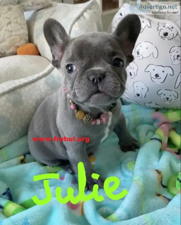 Cute Males and Females French Bulldog puppies (www.frebul.org)