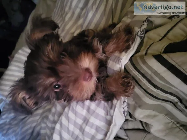 Yorkishire terrier