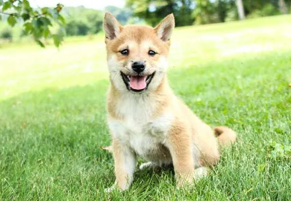 Incredible Shiba Inu puppies for sale