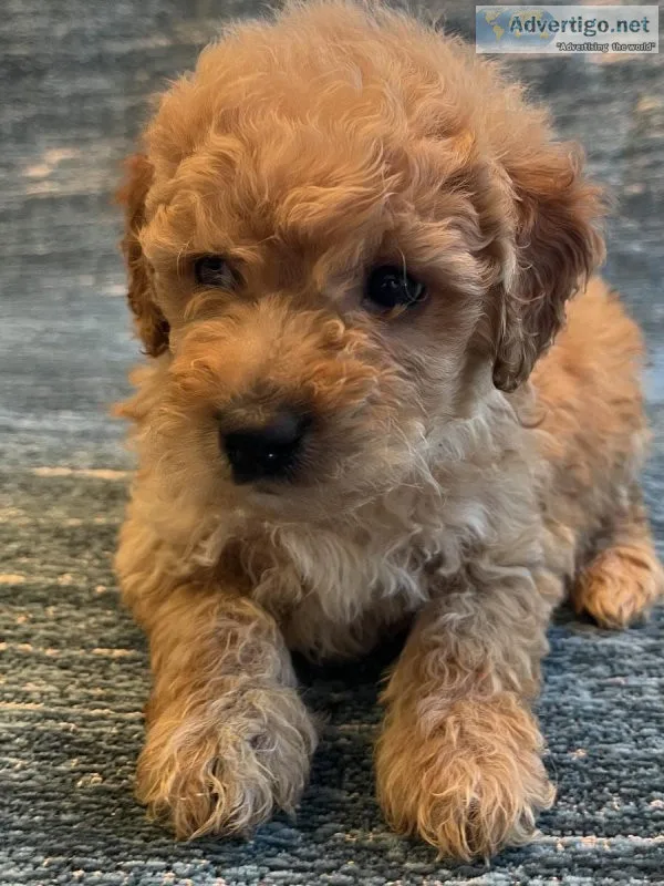 Goldendoodles