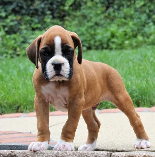 Super Boxer puppies