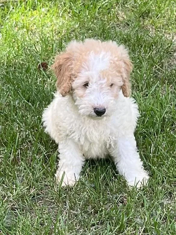 Goldendoodle